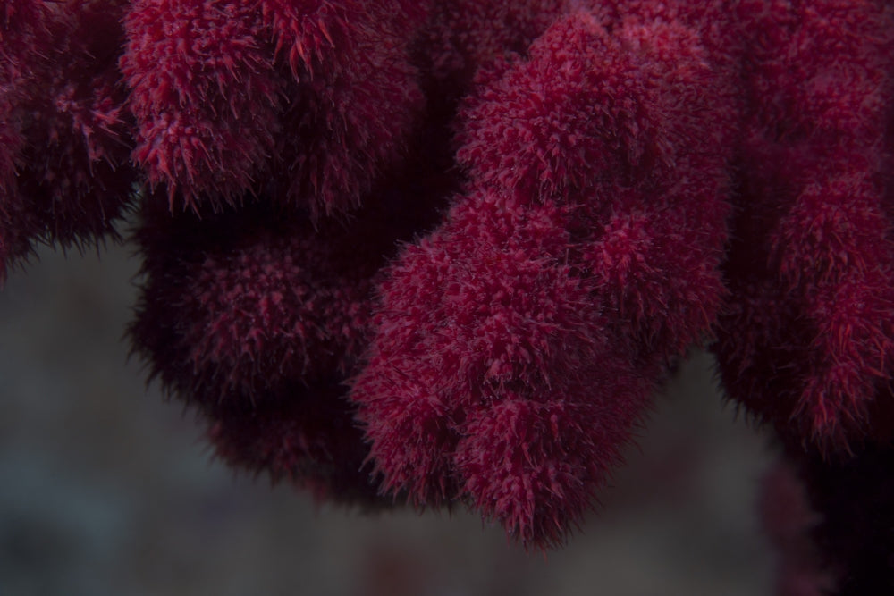 Extreme close-up of soft coral on a Fijian reef poster print.