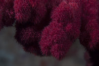 Extreme close-up of soft coral on a Fijian reef poster print.
