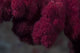 Extreme close-up of soft coral on a Fijian reef poster print.