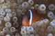 Tomato Clownfish in Its Host Anemone Poster Print from Beqa Lagoon, Fiji