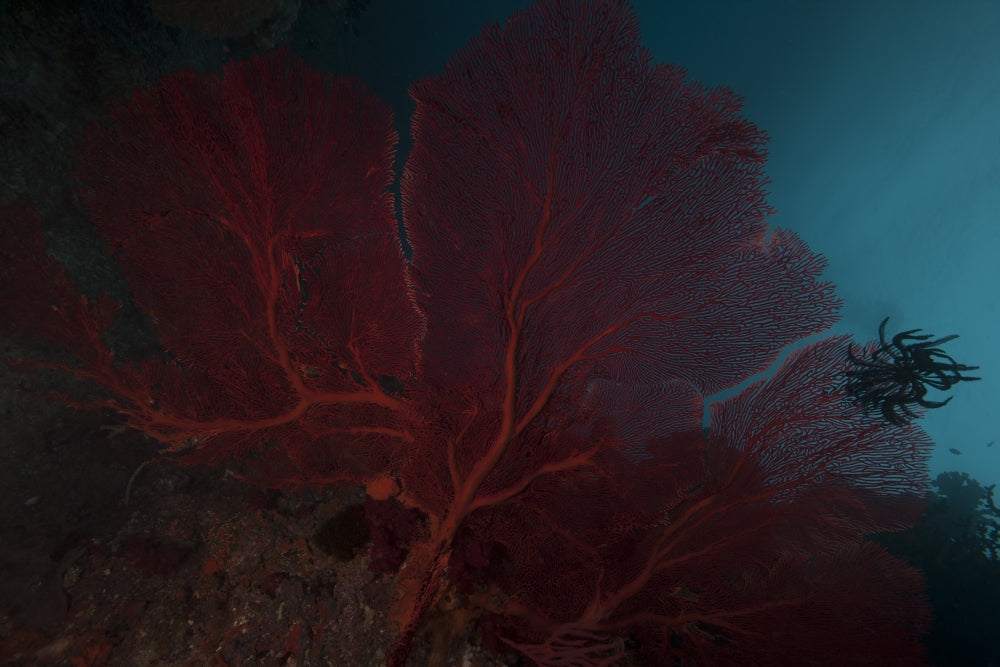 Large Red Gorgonian Sea Fan and Black Crinoid Poster Print from Beqa Lagoon, Fiji