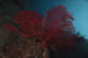 Large Red Gorgonian Sea Fan Poster Print from Beqa Lagoon, Fiji