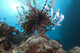 Large Common Lionfish Swimming at Beqa Lagoon, Fiji Poster Print