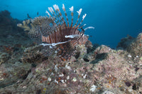 Large common lionfish swimming in Beqa Lagoon, Fiji poster print