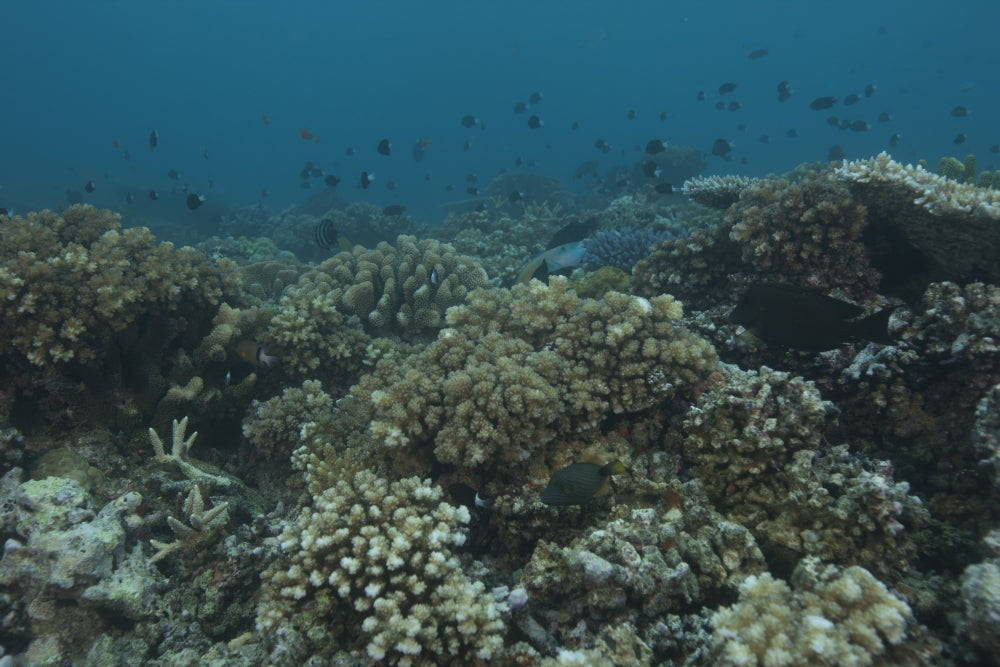 Healthy corals covering a reef in Beqa Lagoon, Fiji poster print.