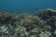 Healthy corals covering a reef in Beqa Lagoon, Fiji poster print.