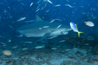 Bull shark at The Bistro dive site in Fiji poster print