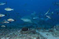 Large bull shark poster print at The Bistro dive site in Fiji