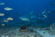 Large bull shark poster print at The Bistro dive site in Fiji