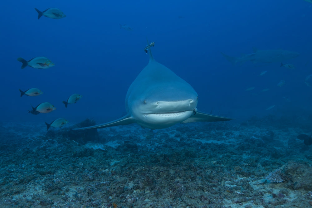 Bull Shark Poster Print at The Bistro Dive Site in Fiji