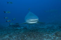 Bull Shark Poster Print at The Bistro Dive Site in Fiji