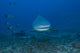 Bull Shark Poster Print at The Bistro Dive Site in Fiji