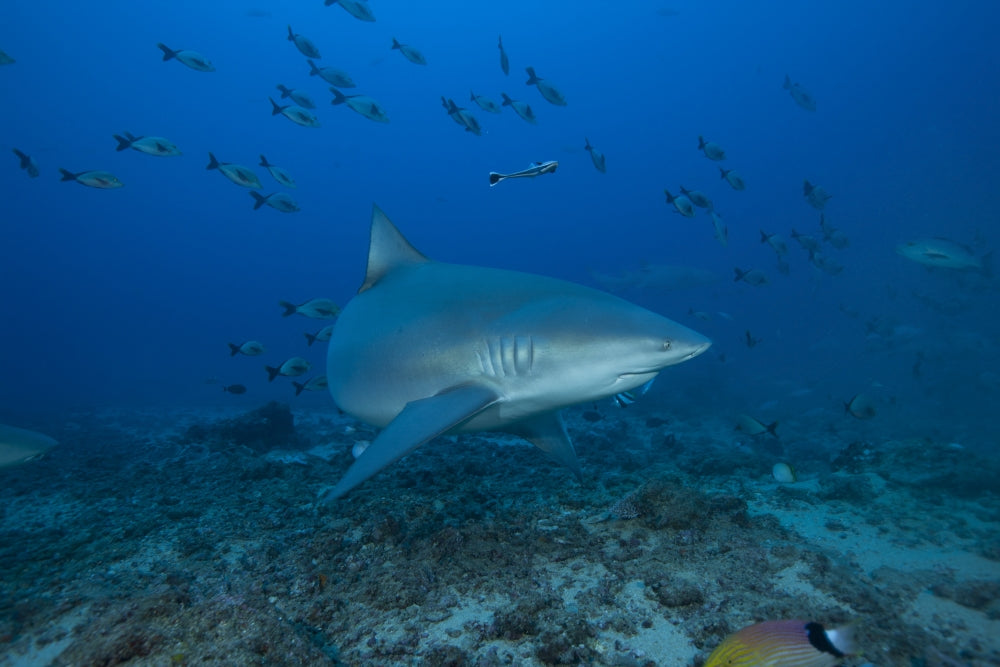 Bull Shark swimming at The Bistro dive site in Fiji poster print.