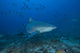 Bull Shark swimming at The Bistro dive site in Fiji poster print.