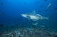 Large Bull Shark Poster Print at The Bistro Dive Site in Fiji.