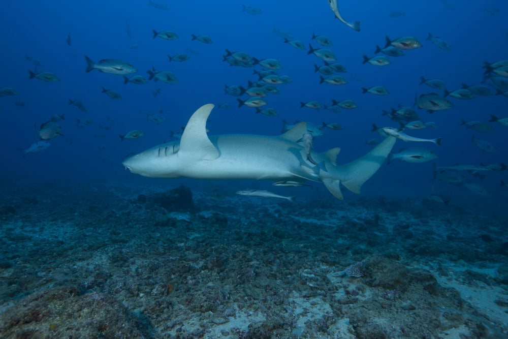 Large tawny nurse shark swimming over a deep Fijian reef.