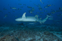 Large tawny nurse shark swimming over a deep Fijian reef.