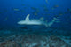 Large tawny nurse shark swimming over a deep Fijian reef.
