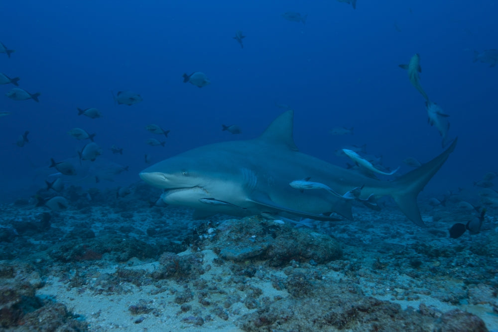 Large Bull Shark at The Bistro Dive Site in Fiji Poster Print
