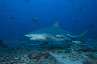 Large Bull Shark Poster Print at The Bistro Dive Site in Fiji