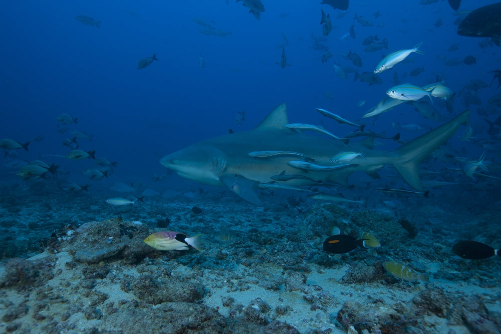 Large Bull Shark swimming at The Bistro dive site in Fiji poster print.