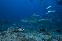 Large Bull Shark swimming at The Bistro dive site in Fiji poster print.