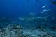 Large Bull Shark swimming at The Bistro dive site in Fiji poster print.