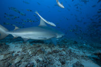 Large Bull Shark Poster Print at The Bistro Dive Site in Fiji