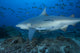 Bull Shark swimming at The Bistro dive site in Fiji poster print