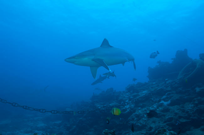 Silvertip Shark swimming in Fiji at The Bistro Dive site - Poster Print