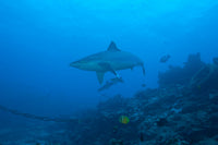 Silvertip Shark swimming in Fiji at The Bistro Dive site - Poster Print