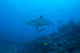 Silvertip Shark swimming in Fiji at The Bistro Dive site - Poster Print