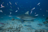 Large bull shark swimming at The Bistro dive site in Fiji poster print.