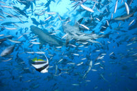 Large bull shark at The Bistro dive site in Fiji poster print.
