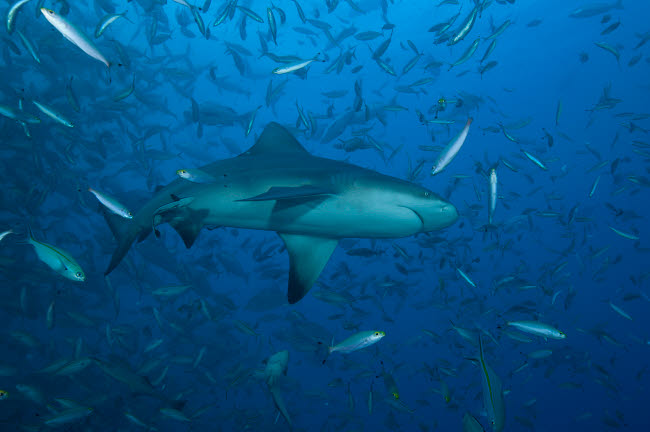 Bull Shark swimming at The Bistro dive site in Fiji - Poster Print