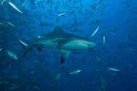 Bull Shark swimming at The Bistro dive site in Fiji - Poster Print