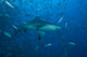Bull Shark swimming at The Bistro dive site in Fiji - Poster Print