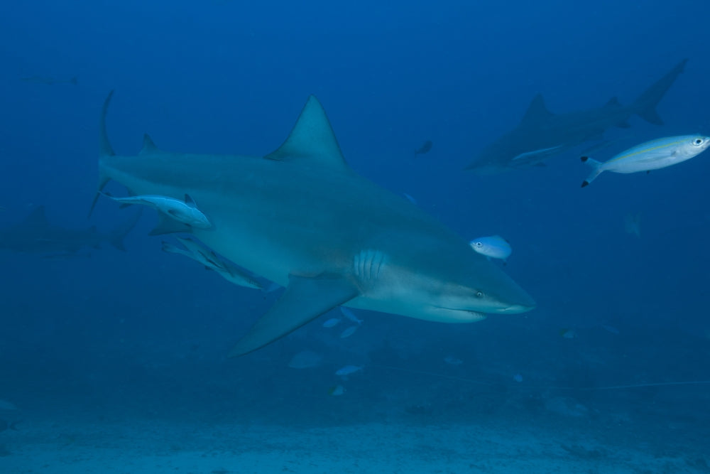 Large Bull Shark Poster Print at The Bistro Dive Site in Fiji