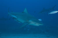 Large Bull Shark Poster Print at The Bistro Dive Site in Fiji