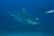 Large Bull Shark Poster Print at The Bistro Dive Site in Fiji