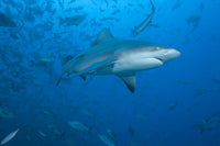 Large bull shark at The Bistro dive site in Fiji poster print.