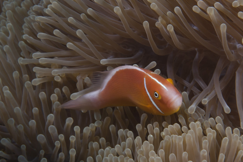 Pink anemonefish swimming in its host anemone, vibrant marine life art print.
