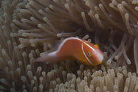 Pink anemonefish swimming in its host anemone, vibrant marine life art print.