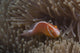 Pink anemonefish swimming in its host anemone, vibrant marine life art print.