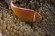 Pink Anemonefish in Its Host Anemone Poster Print showcasing vibrant marine life.