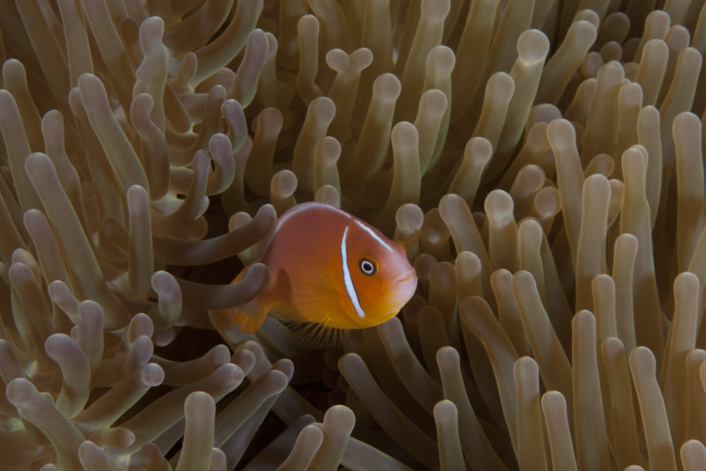 Pink Anemonefish in Host Anemone Art Print