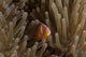 Pink Anemonefish in Its Host Anemone Poster Print