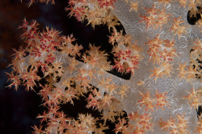 Close-up of tree coral on a Fijian reef poster print