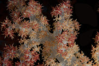 Close-up of tree coral on a Fijian reef poster print.