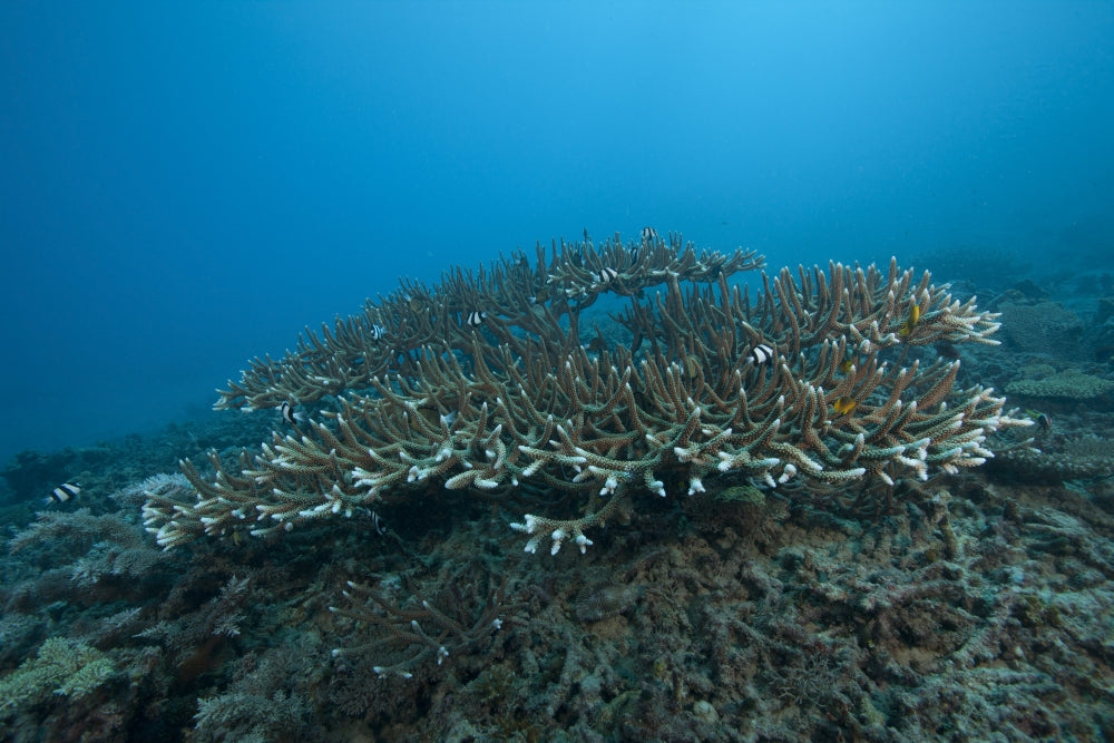 Stony Corals (Acropora acuminata) poster print from Beqa Lagoon, Fiji.
